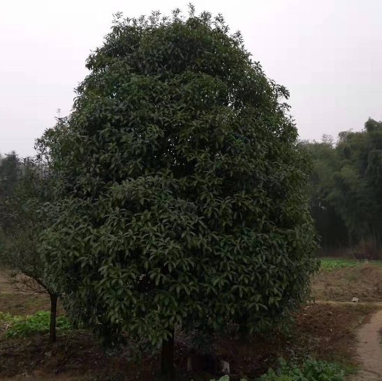 桂花树